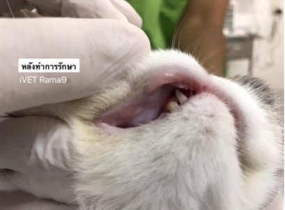 แผลที่ริมฝีปากแมว อาจจะไม่ใช่แค่แผลธรรมดาก็ได้